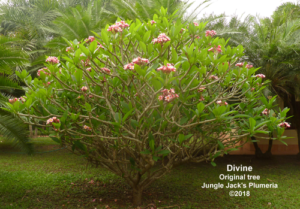 Divine plumeria flower - Jungle Jack source photo
