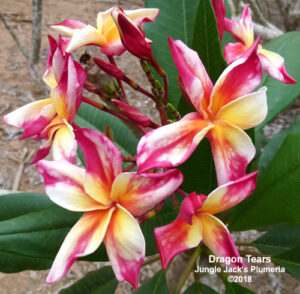 Dragon Tears plumeria flower - Jungle Jack source photo