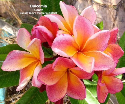 Dulcemia plumeria flower - Jungle Jack source photo