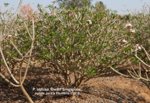 Dwarf Singapore Pink plumeria flower - Jungle Jack source photo
