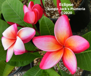 Eclipse plumeria flower - Jungle Jack source photo