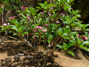 Elsie plumeria flower - Jungle Jack source photo