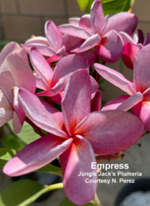 Empress plumeria flower - Jungle Jack source photo