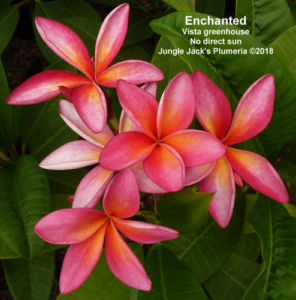 Enchanted plumeria flower - Jungle Jack source photo