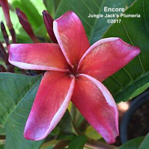 Encore plumeria flower - Jungle Jack source photo