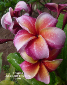 Enigma plumeria flower - Jungle Jack source photo