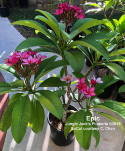 Epic plumeria flower - Jungle Jack source photo