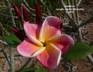 Essence plumeria flower - Jungle Jack source photo