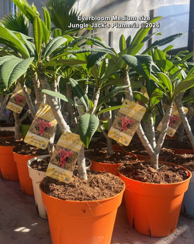 Everbloom plumeria flower - Jungle Jack source photo