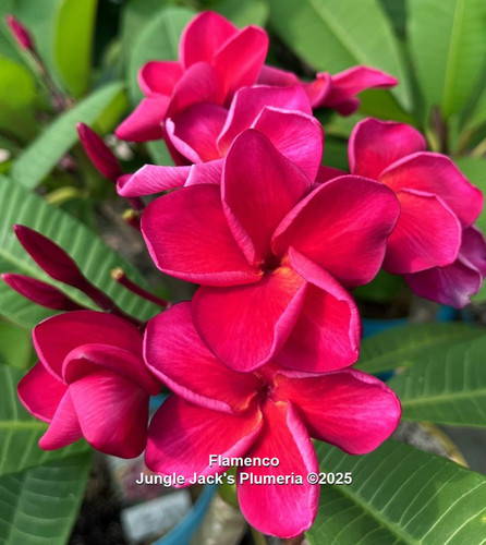 Flamenco plumeria flower - Jungle Jack source photo
