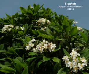 Flourish plumeria flower - Jungle Jack source photo