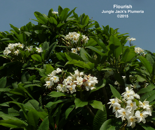 Flourish plumeria flower - Jungle Jack source photo