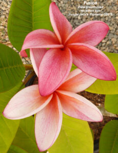 Fusion plumeria flower - Jungle Jack source photo