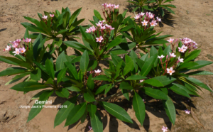Gemini plumeria flower - Jungle Jack source photo