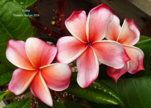 Gina plumeria flower - Jungle Jack source photo