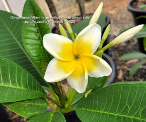 Gingerbread Man plumeria flower - Jungle Jack source photo