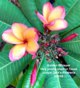Golden Whisper plumeria flower - Jungle Jack source photo