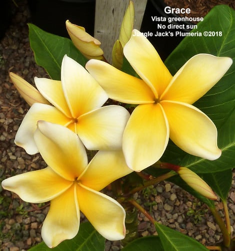 Grace plumeria flower - Jungle Jack source photo