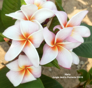 Halo plumeria flower - Jungle Jack source photo