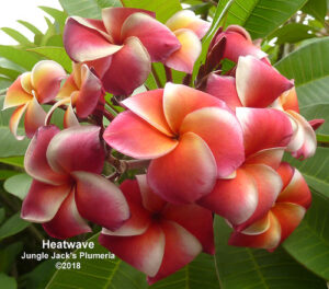 Heat Wave plumeria flower - Jungle Jack source photo