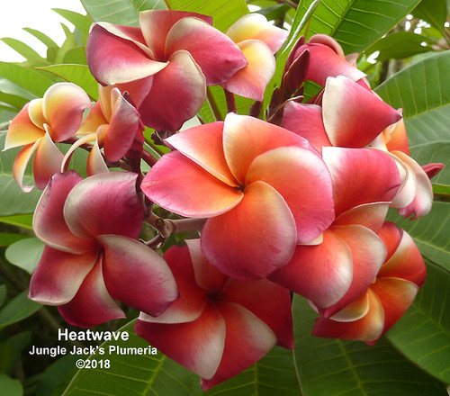 Heat Wave plumeria flower - Jungle Jack source photo