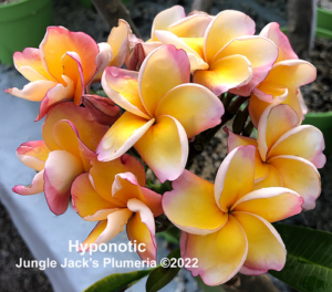 Hypnotic plumeria flower - Jungle Jack source photo