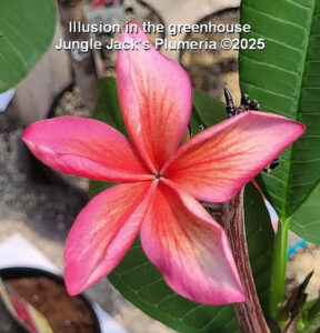 Illusion plumeria flower - Jungle Jack source photo