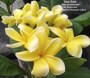 Inca Gold plumeria flower - Jungle Jack source photo