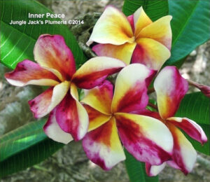 Inner Peace plumeria flower - Jungle Jack source photo