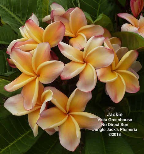 Jackie plumeria photo