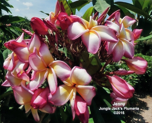 Jenny plumeria photo