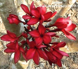 Jester plumeria flower - Jungle Jack source photo