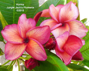 Karma plumeria flower - Jungle Jack source photo
