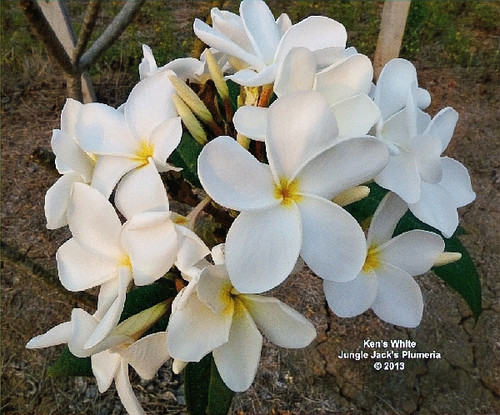 Ken's White plumeria flower - Jungle Jack source photo