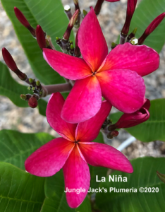 La Niña plumeria flower - Jungle Jack source photo