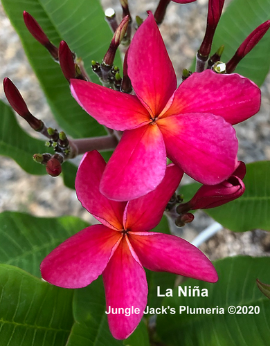 La Niña plumeria flower - Jungle Jack source photo