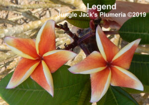 Legend plumeria flower - Jungle Jack source photo
