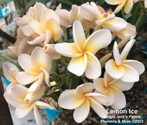Lemon Ice plumeria flower - Jungle Jack source photo
