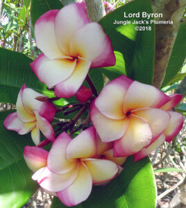 Lord Byron plumeria flower - Jungle Jack source photo