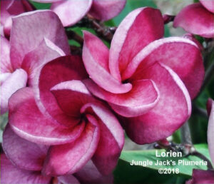 Lorien plumeria flower - Jungle Jack source photo