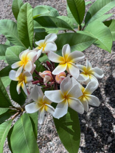 Lush plumeria flower - Jungle Jack source photo