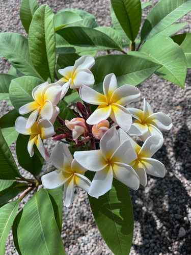 Lush plumeria flower - Jungle Jack source photo