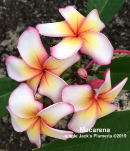 Macarena plumeria flower - Jungle Jack source photo