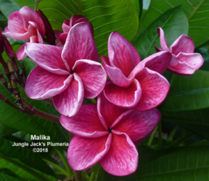 Malika plumeria flower - Jungle Jack source photo