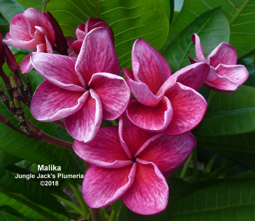 Malika plumeria flower - Jungle Jack source photo