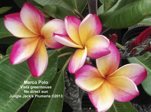 Marco Polo plumeria photo