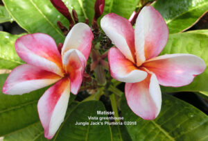 Matisse plumeria flower - Jungle Jack source photo