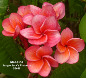Messina plumeria flower - Jungle Jack source photo
