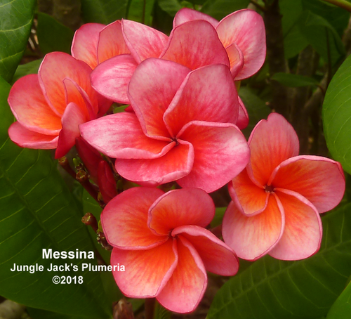 Messina plumeria flower - Jungle Jack source photo