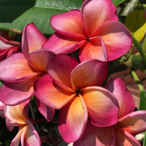 Milan plumeria flower - Jungle Jack source photo